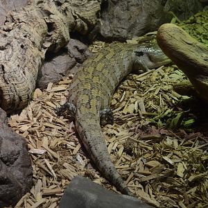 Restless Planet - Common Blue-tongued Skink (Tiliqua scincoides)