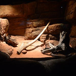 Restless Planet - Egyptian Cobra (Naja haje) Exhibit