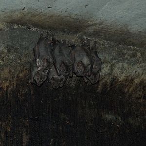 Greater Fruit-eating Bat (Artibeus lituratus)
