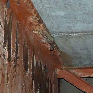 Gray Sac-winged Bat (Balantiopteryx plicata)