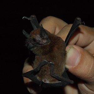 Davy’s Naked-backed Bat (Pteronotus davyi)