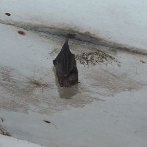 Brown Long-tongued Bat (Glossophaga commissarisi)