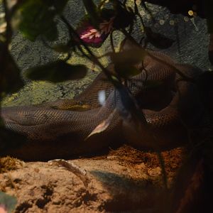 Restless Planet - Macklot's Python (Liasis mackloti)