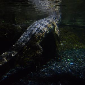 Restless Planet - False Gharial (Tomistoma schlegelii)