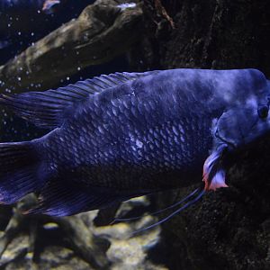 Restless Planet - Giant Gourami (Osphronemus goramy)