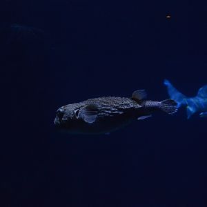 Norfolk Canyon - Spotted Porcupinefish (Diodon hystrix)