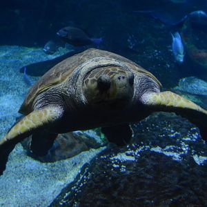 Norfolk Canyon - Loggerhead Sea Turtle (Caretta caretta)