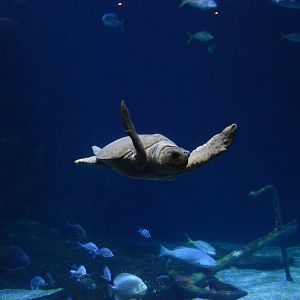 Norfolk Canyon - Loggerhead Sea Turtle (Caretta caretta)