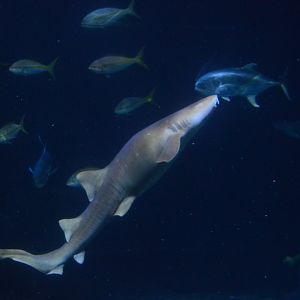 Norfolk Canyon - Nurse Shark (Ginglymostoma cirratum)