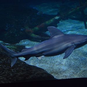 Norfolk Canyon - Sandbar Shark (Carcharhinus plumbeus)