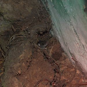 Naked-footed Deer Mouse (Peromyscus nudipes)