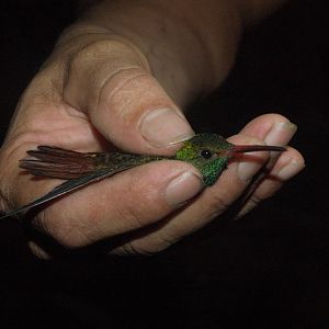 Rufous-tailed Hummingbird (Amazilia tzacatl)