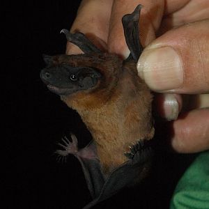 Greenhall’s Dog-faced Bat (Cynomops greenhalli)