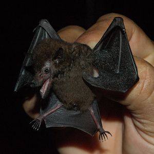 Underwood’s Long-tongued Bat (Hylonycteris underwoodi)