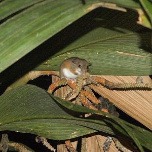 Vesper Rat (Nyctomys sumichrasti)