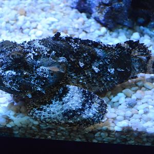 Norfolk Canyon - Spotted Scorpionfish (Scorpaena plumieri)