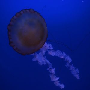 Norfolk Canyon - Pacific Sea Nettle (Chrysaora fuscescens)