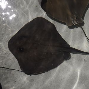 Rays Touch Tank - Atlantic Stingray (Hypanus sabinus)