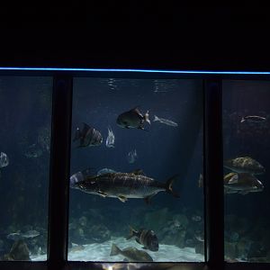 Chesapeake Bay - Overview