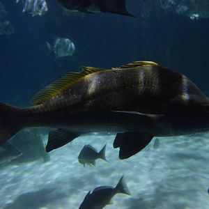 Chesapeake Bay - Black Drum (Pogonias cromis)