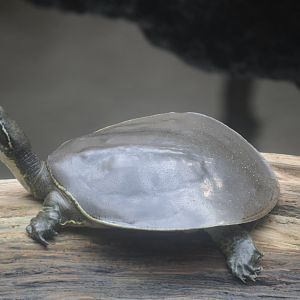 Upland River - Spiny Softshell (Apalone spinifera)