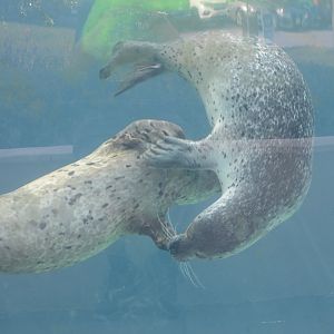Aquarium - Harbor Seal (Phoca vitulina)