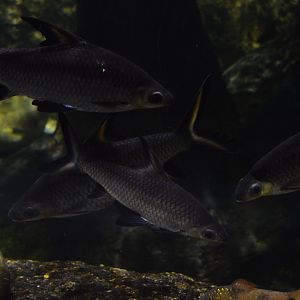 Restless Planet - Tricolor Sharkminnow (Balantiocheilos melanopterus)