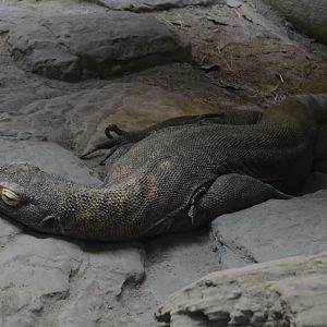 Restless Planet - Komodo Dragon (Varanus komodoensis)