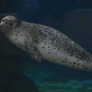 Aquarium - Harbor Seal (Phoca vitulina)