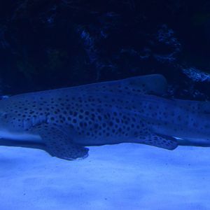 Restless Planet - Zebra Shark (Stegostoma tigrinum)