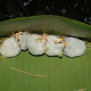 Honduran White Bat (Ectophylla alba)