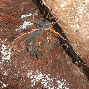 Chestnut Sac-winged Bat (Cormura brevirostris)