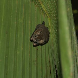 Little Yellow-eared Bat (Vampyressa thyone)