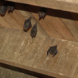 Thumbless Bat (Furipterus horrens)