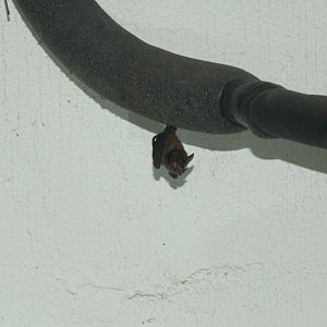 Common Big-eared Bat (Micronycteris microtis)