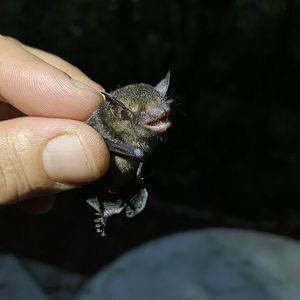 Thomas’ Yellow Bat (Rhogeessa io)