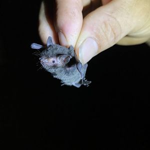 Riparian Myotis (Myotis riparius)