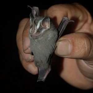 Striped Yellow-eared Bat (Vampyriscus nymphaea)