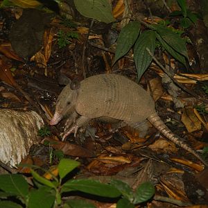 Nine-banded Armadillo (Dasypus novemcictus)