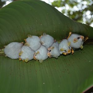 Honduran White Bat (Ectophylla alba)