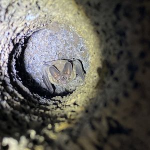 Pygmy Round-eared Bat (Lophostoma brasiliense)