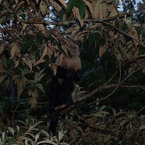 Central American White-faced Capuchin (Cebus imitator)