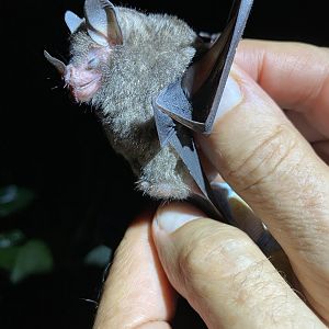 Sowell’s Short-tailed Bat (Carollia sowelli)