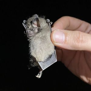 Toltec Fruit-eating Bat (Dermanura tolteca)