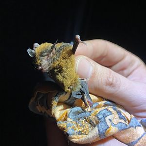 Hairy-legged Myotis (Myotis pilosatibialis)