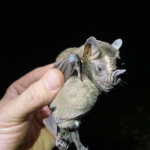 Greater Broad-nosed Bat (Platyrrhinus vittatus)