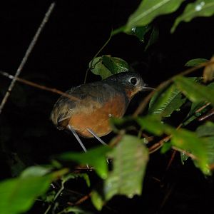 Scaled Antpitta (Grallaria guatimalensis)