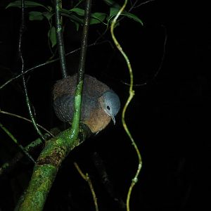 Highland Tinamou (Nothocercus bonapartei)
