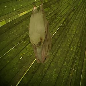 Northern Ghost Bat (Diclidurus albus)