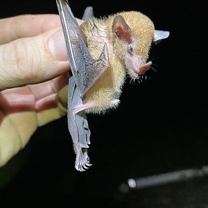 Orange Nectar Bat (Lonchophylla robusta)
